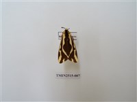 藏品(雙紋污燈蛾)的圖片